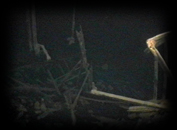 031 Hay Manger Debris
